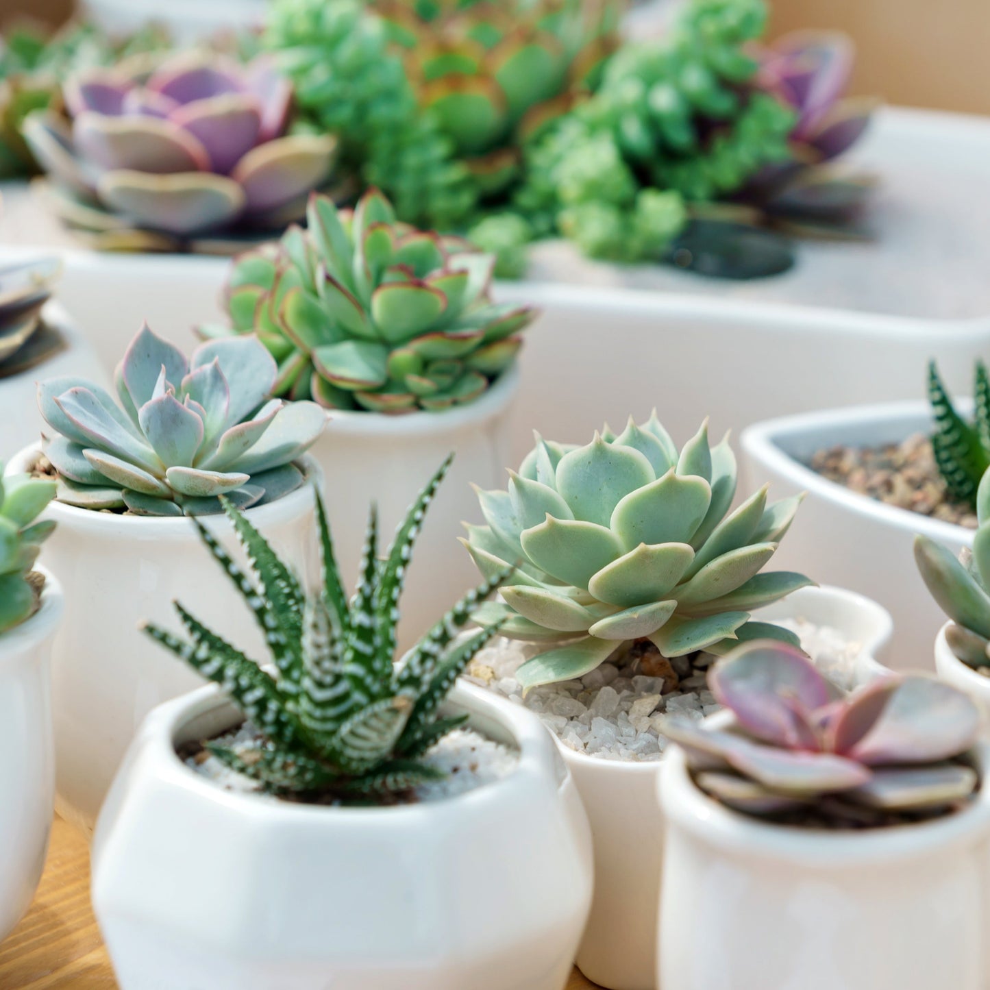 Lush Succulent