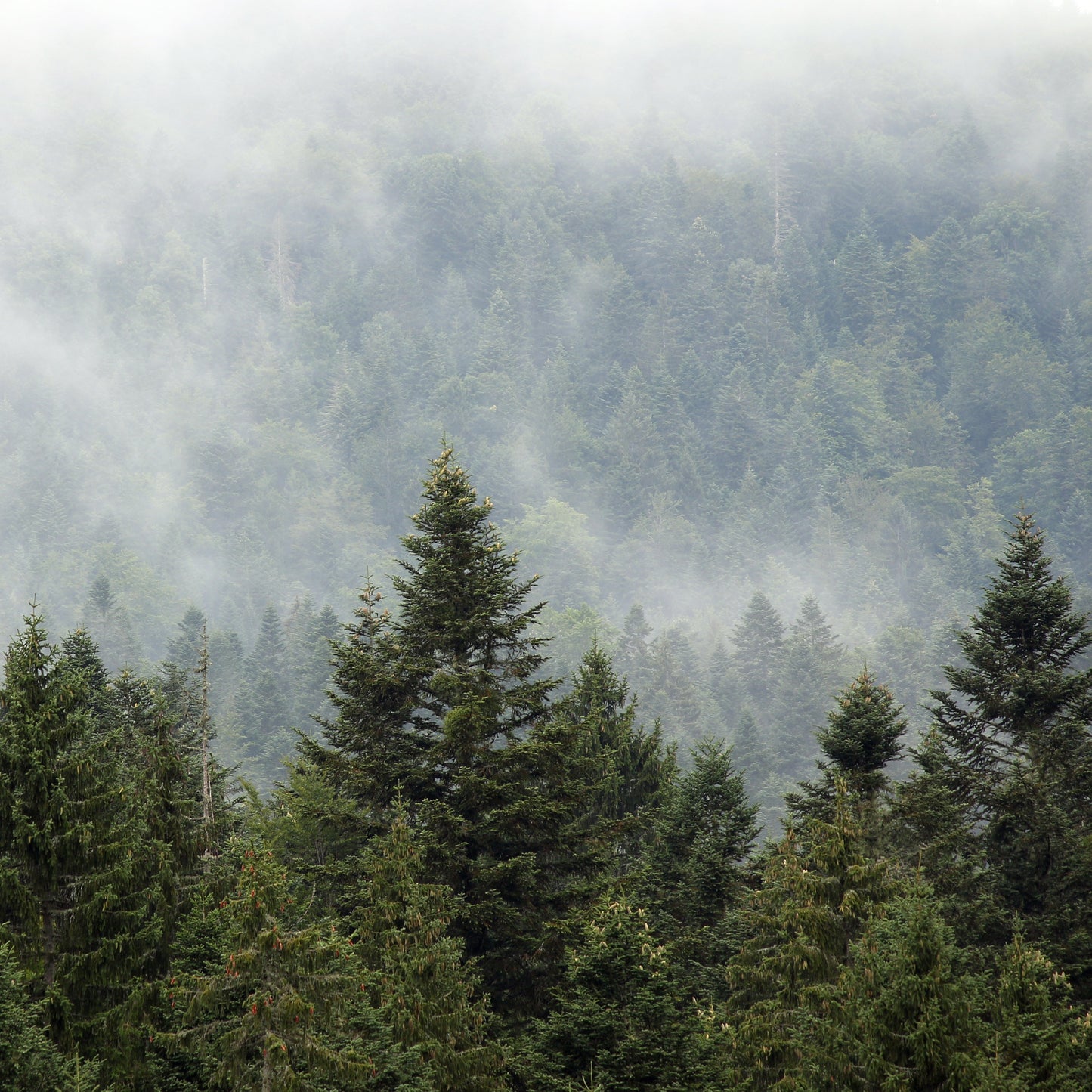 Woodland Wander
