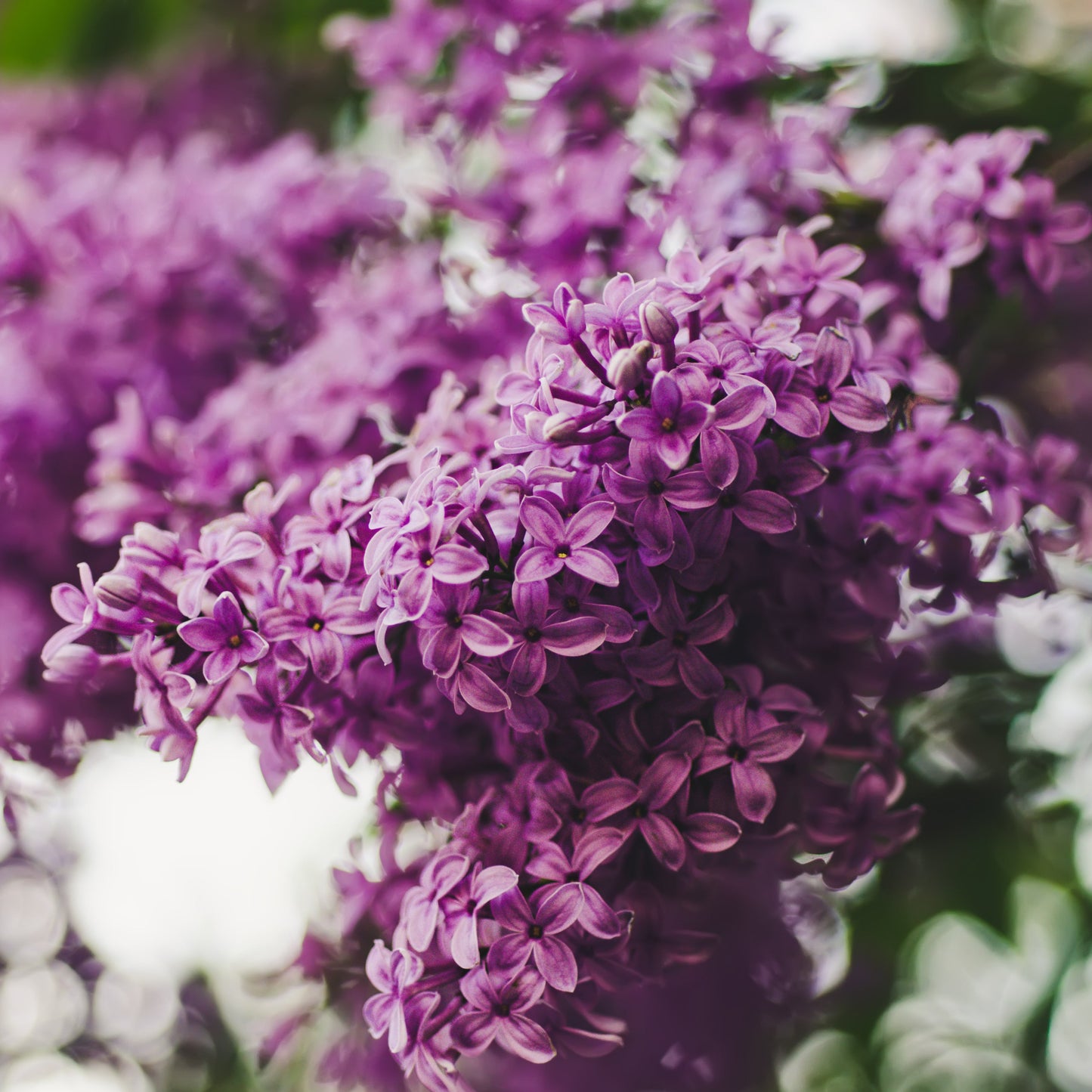 Lilac
