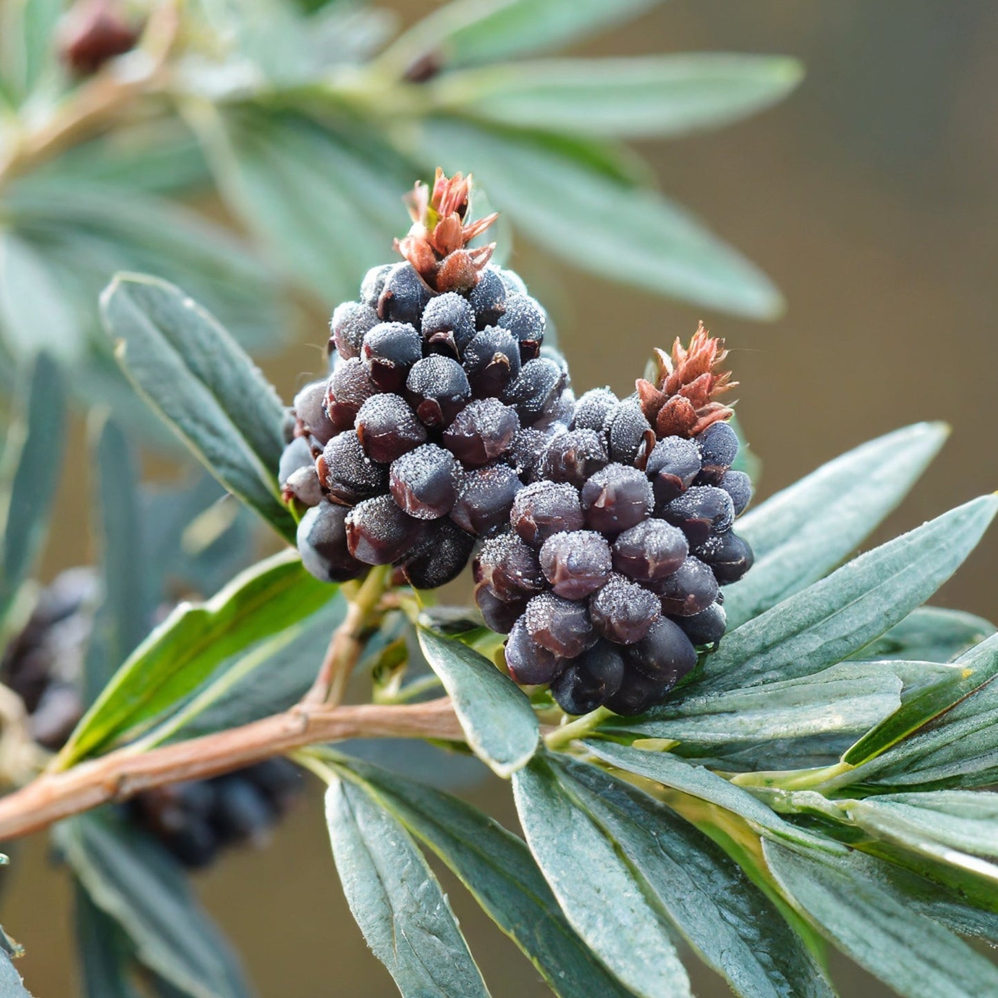Cedar, Sage, and Blackberry