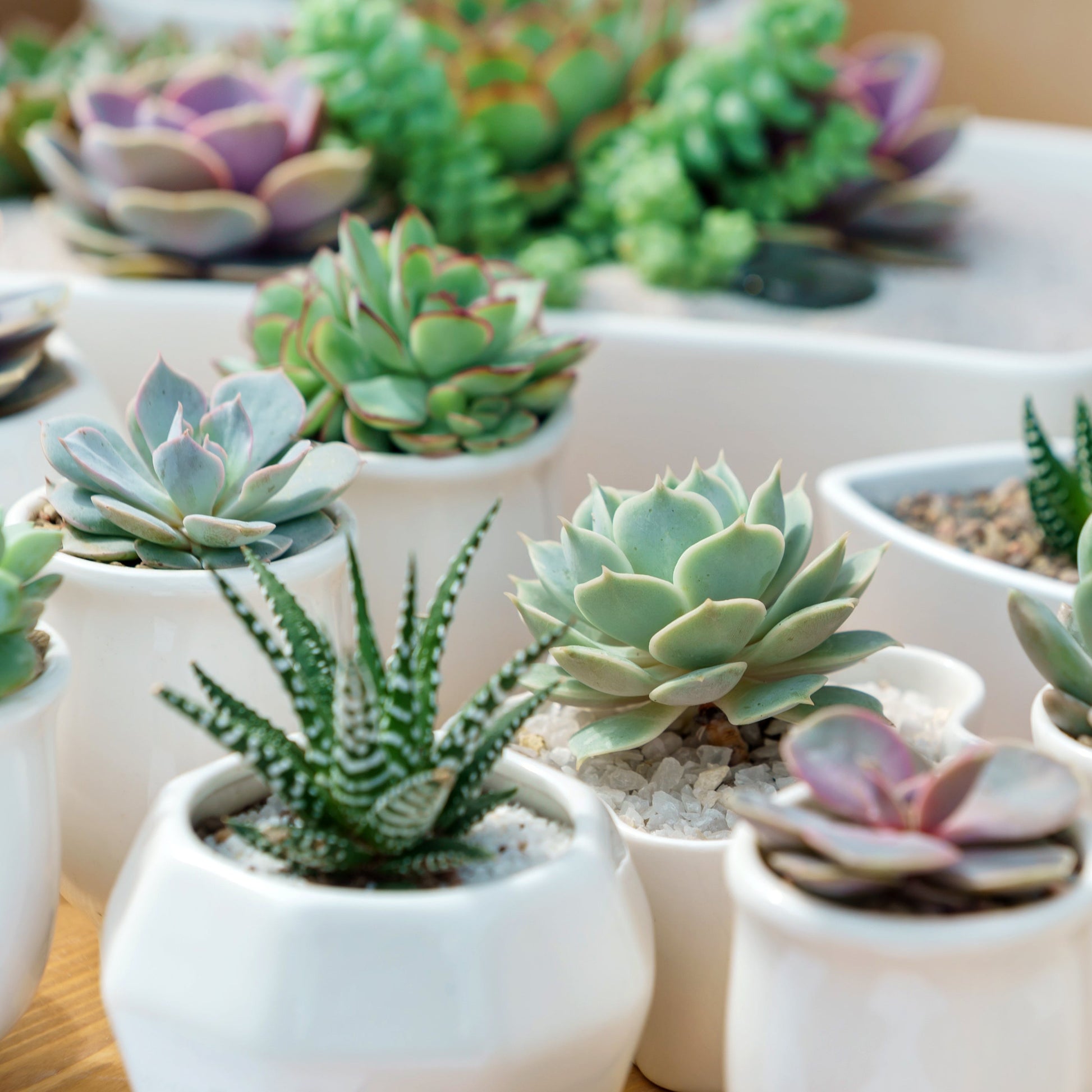 lush succulents Lush Succulent – Mommy's Craft Basket